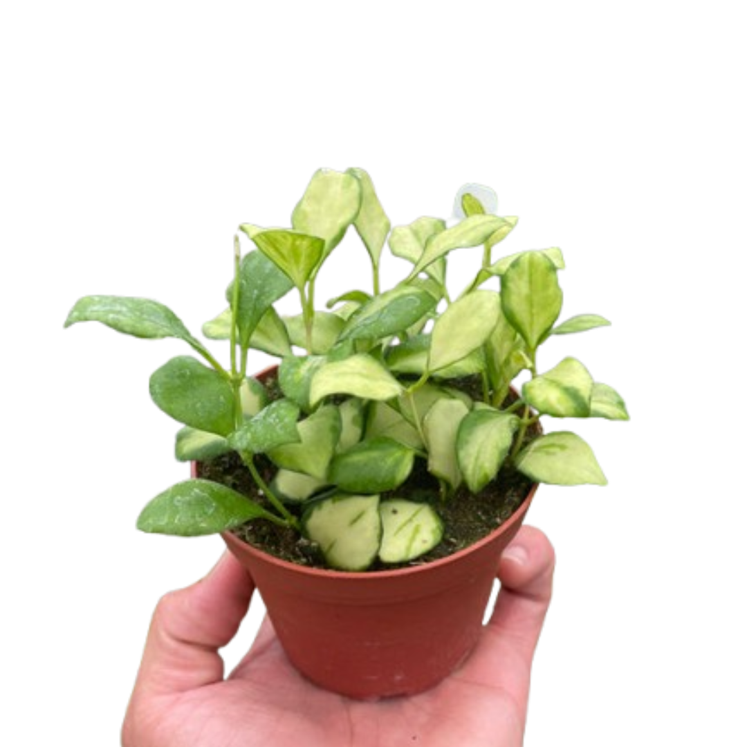Hoya Heuschkeliana Variegated 4" potted plant
