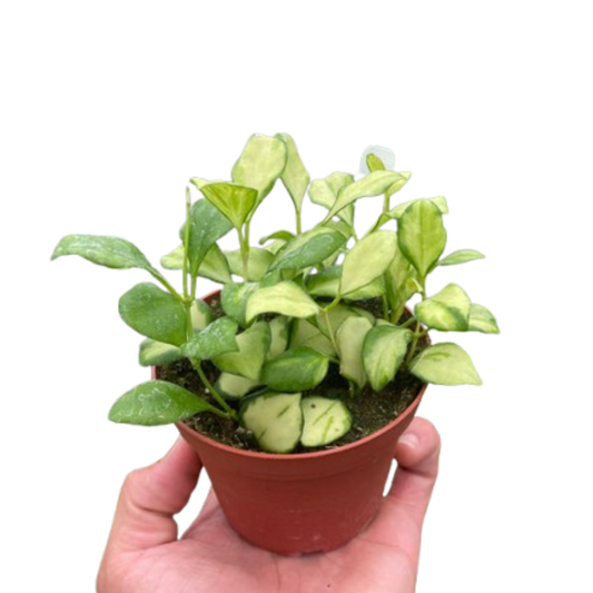 Hoya Heuschkeliana Variegated 4" potted plant