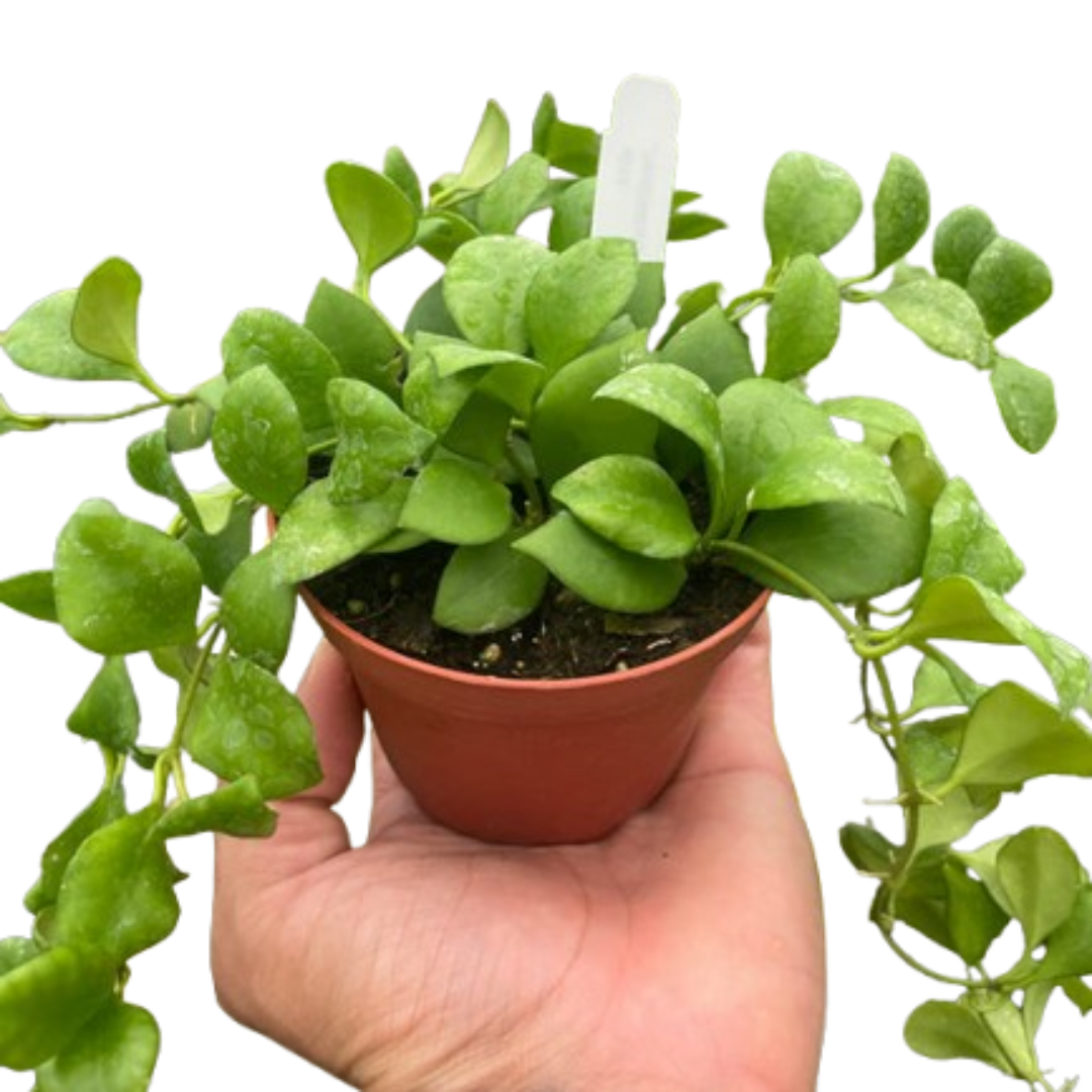 Hoya Heuschkeliana 4" potted plant