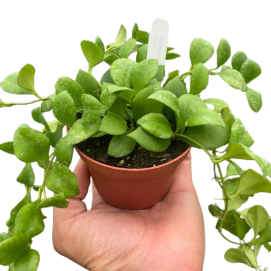 Hoya Heuschkeliana 4" potted plant