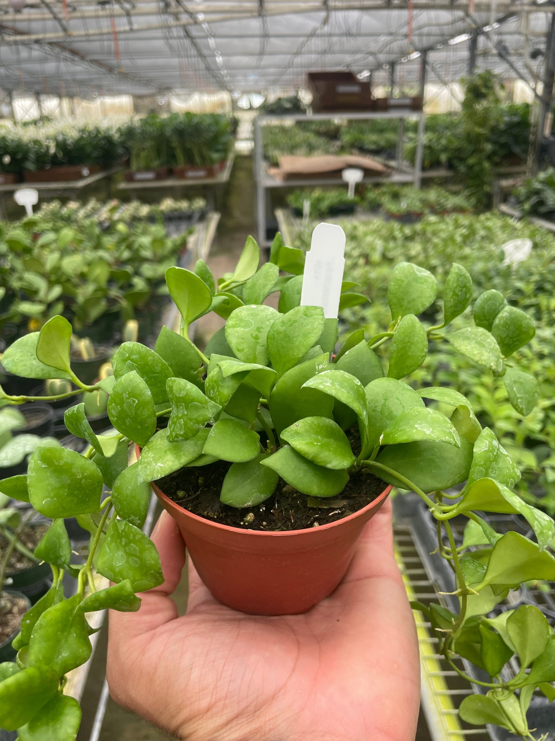 Hoya Heuschkeliana 4" potted plant