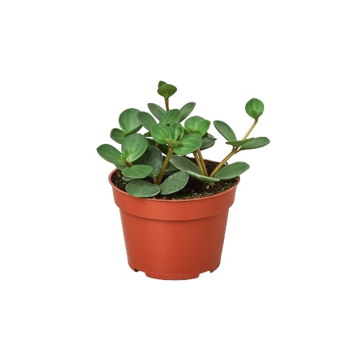 Peperomia 'Hope' 4" potted plant
