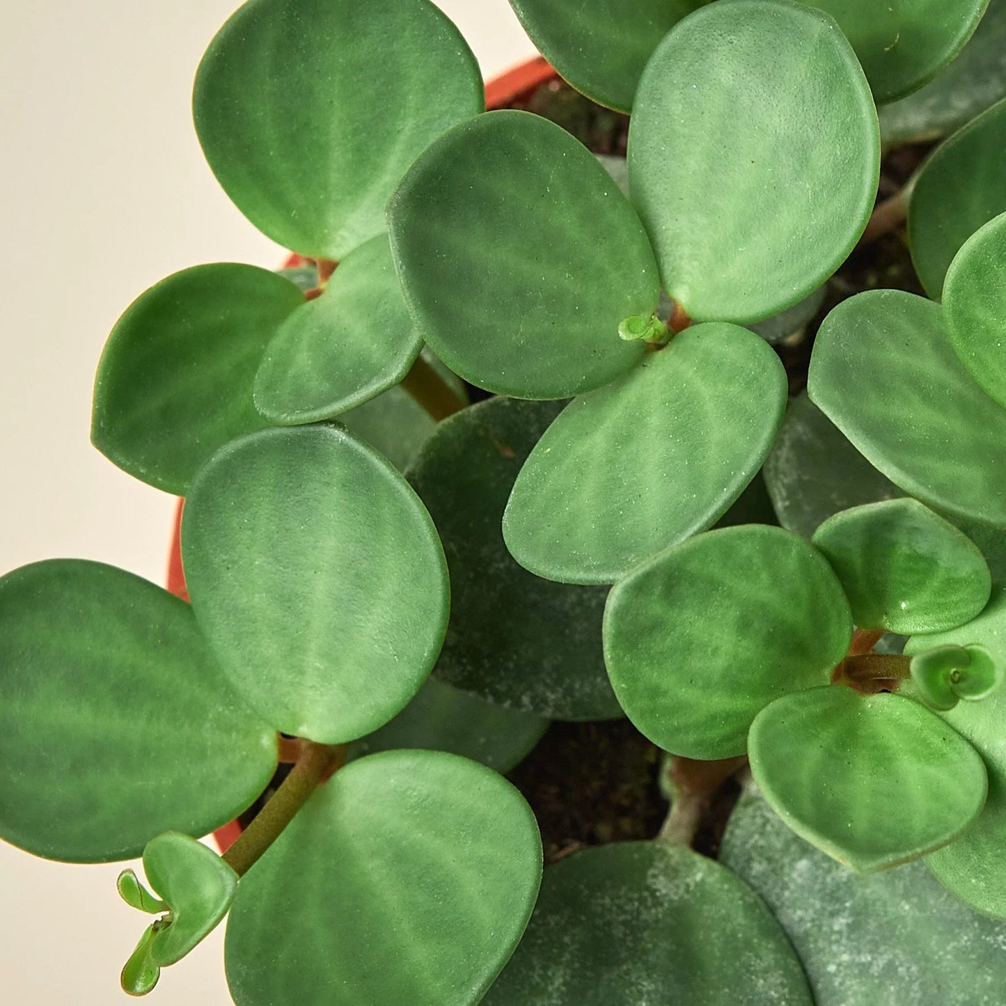 Peperomia 'Hope' 4" potted plant