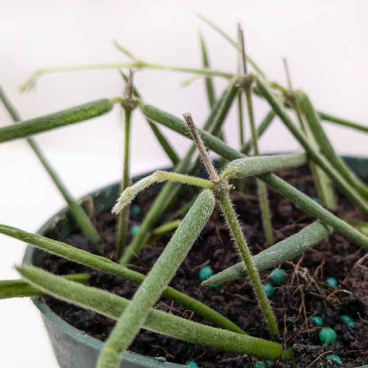 Hoya Insularis 4" potted plant