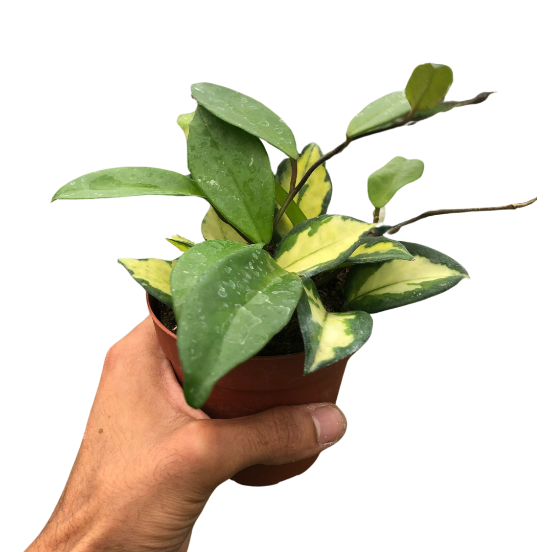 Hoya Carnosa 'Krimson Princess' potted plant
