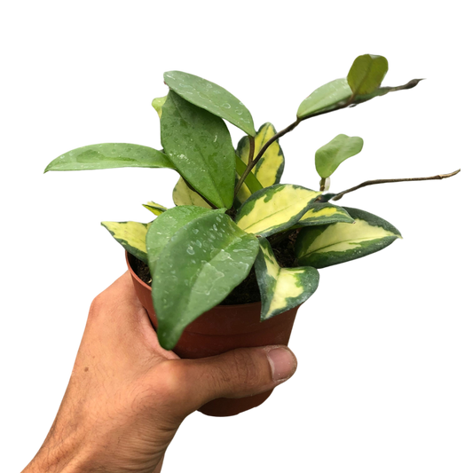 Hoya Carnosa 'Krimson Princess' potted plant