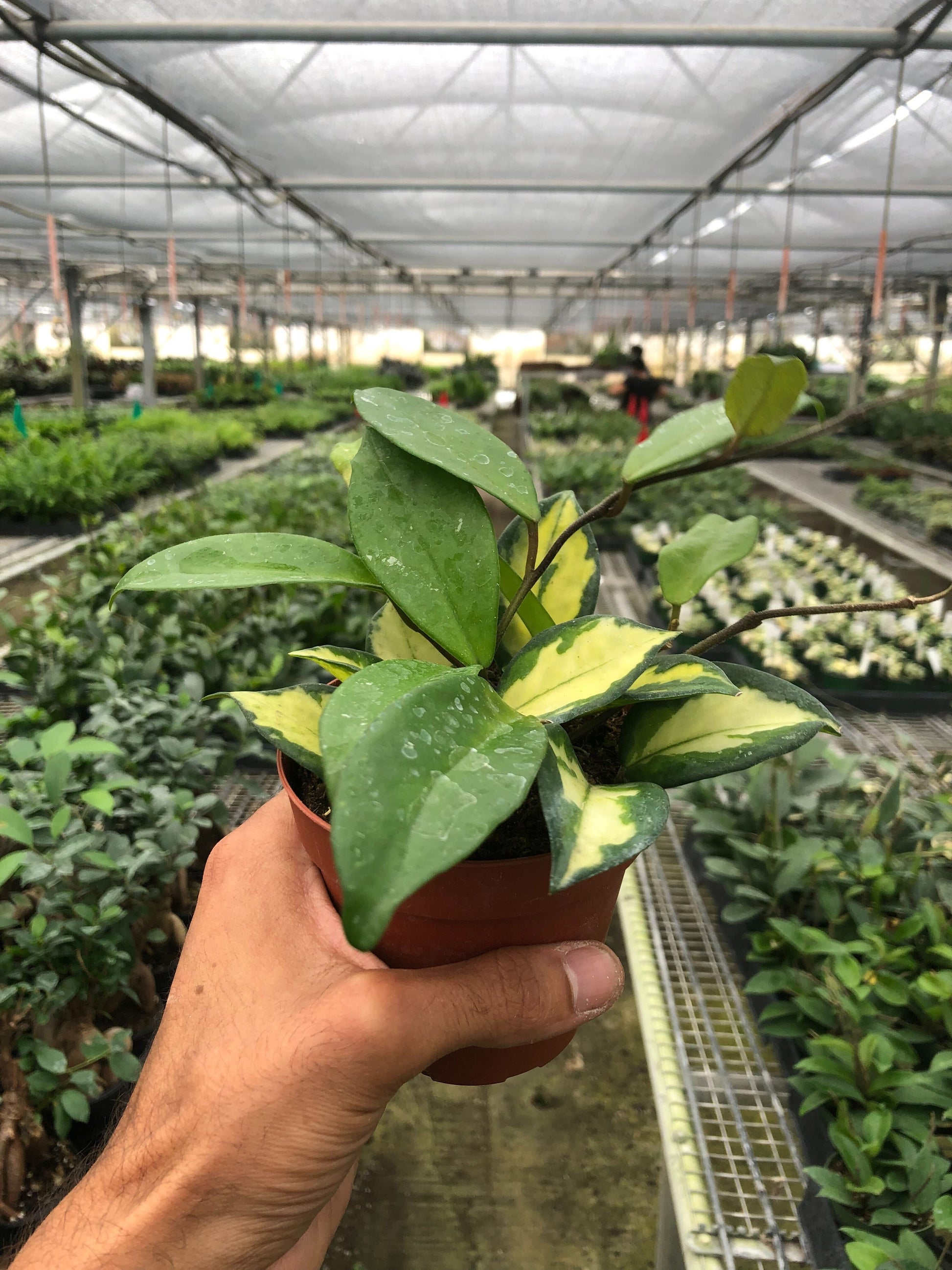 Hoya Carnosa 'Krimson Princess' potted plant