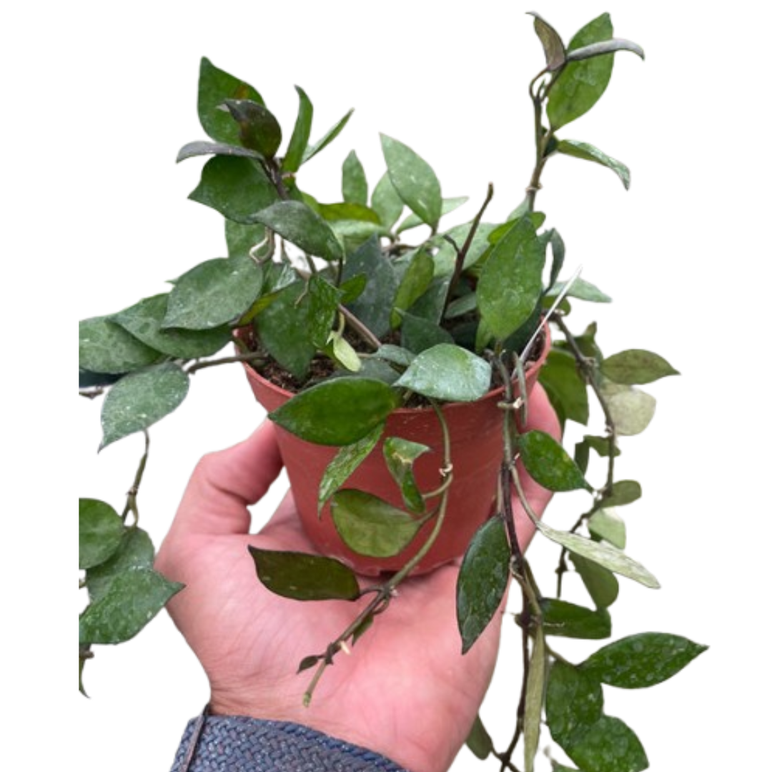 Hoya Krohniana Black 4" potted plant