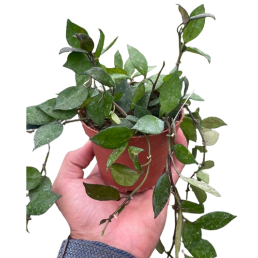 Hoya Krohniana Black 4" potted plant