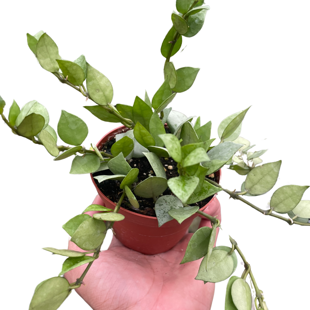 Hoya 'Krohniana Super Silver' 4" potted plant