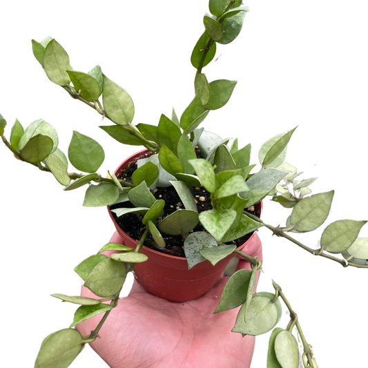 Hoya 'Krohniana Super Silver' 4" potted plant