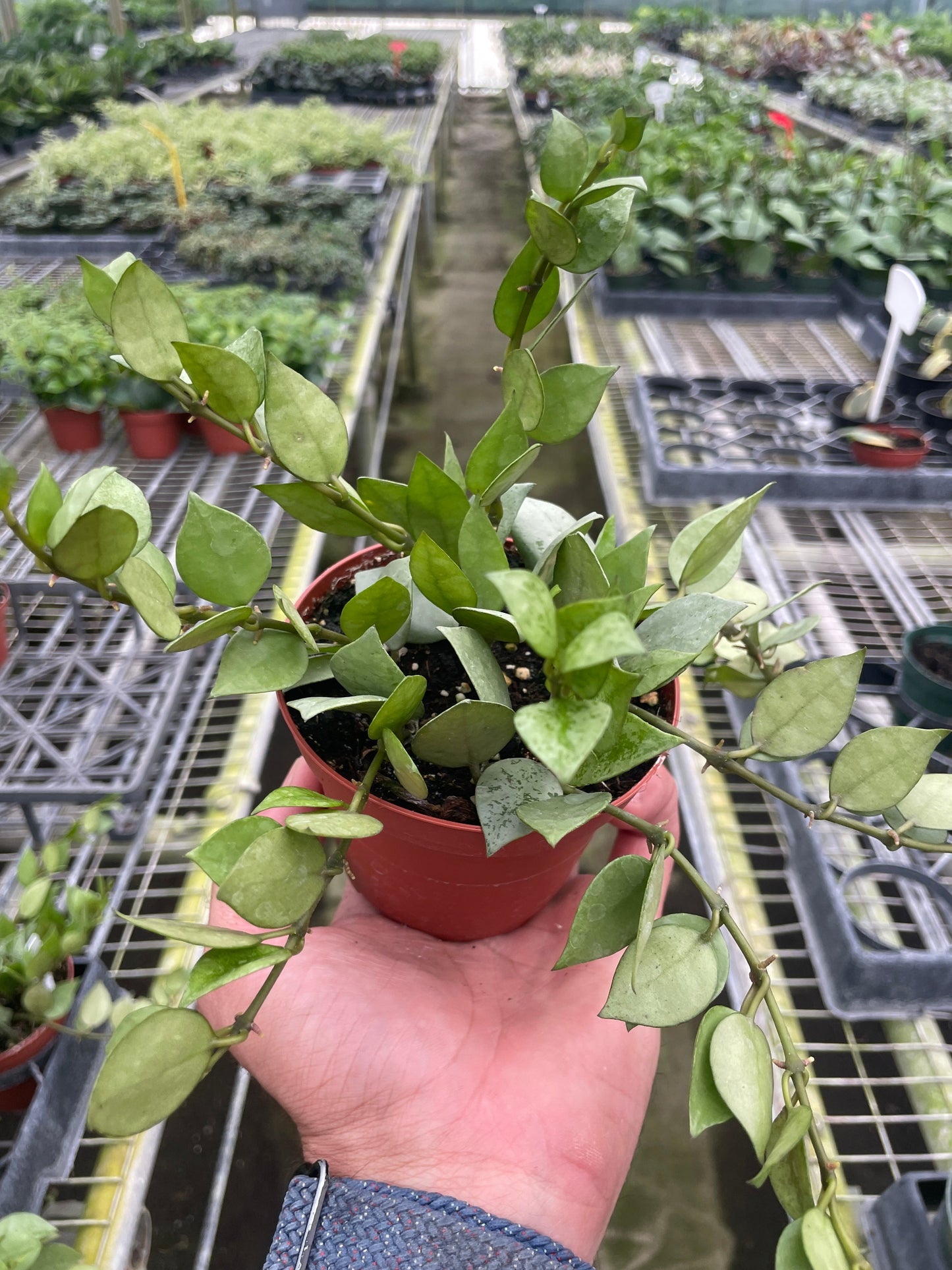 Hoya 'Krohniana Super Silver' 4" potted plant