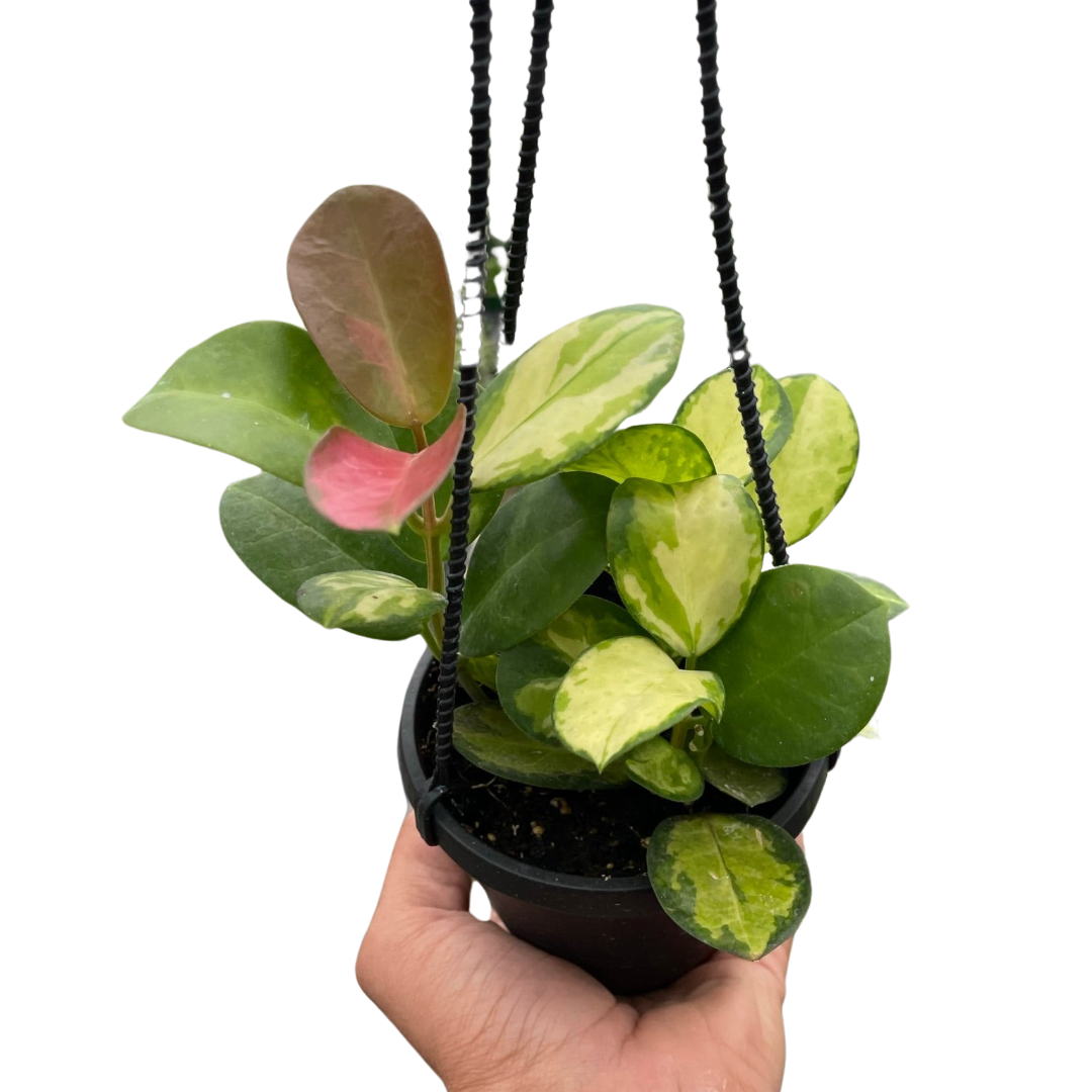 Hoya 'Lisa' potted plant