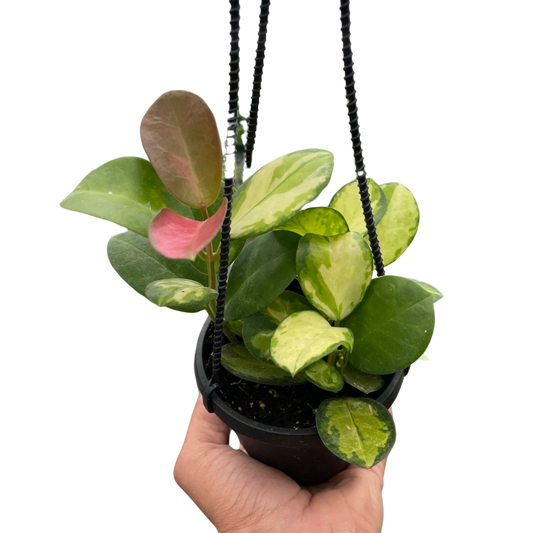 Hoya 'Lisa' potted plant