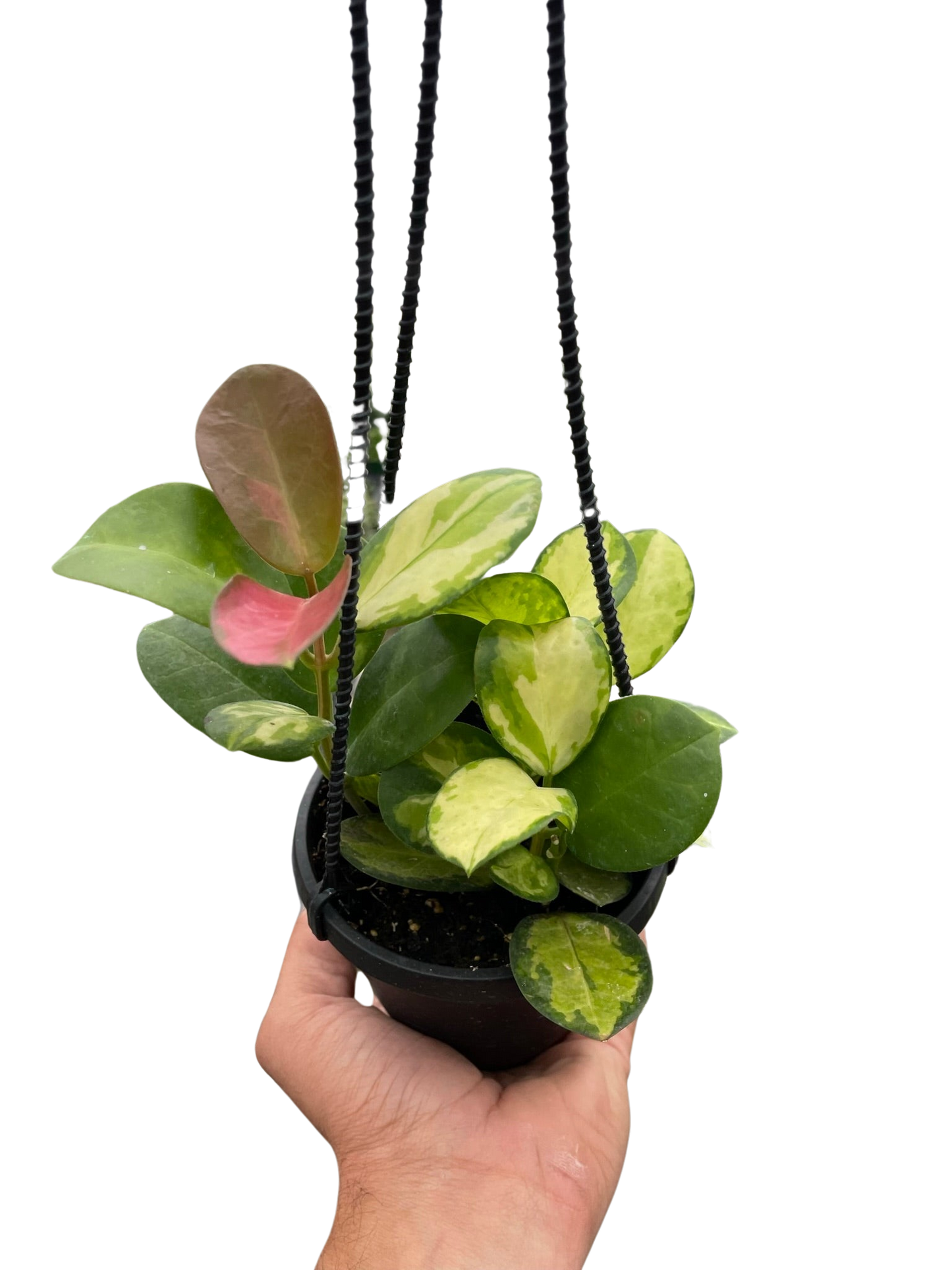 Hoya 'Lisa' potted plant