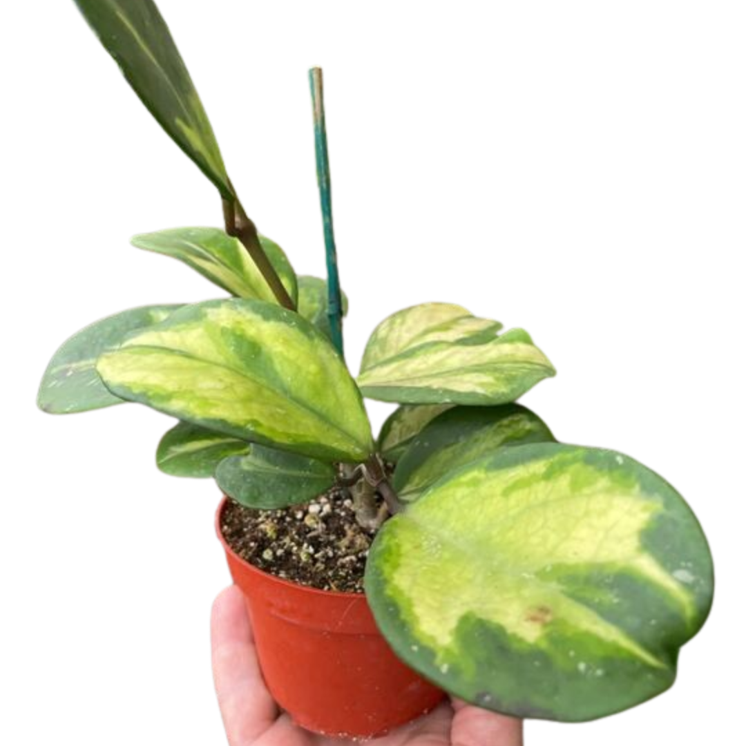 Hoya Obovata Reverse 4" potted plant