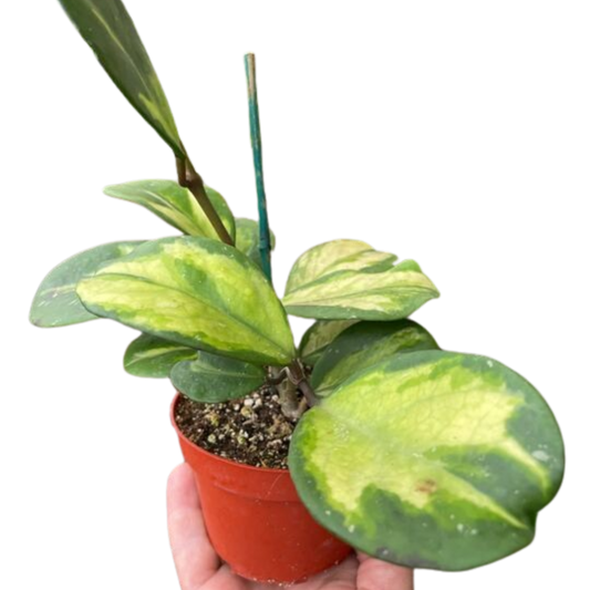 Hoya Obovata Reverse 4" potted plant