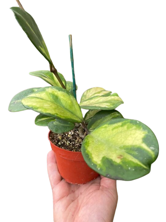 Hoya Obovata Reverse 4" potted plant