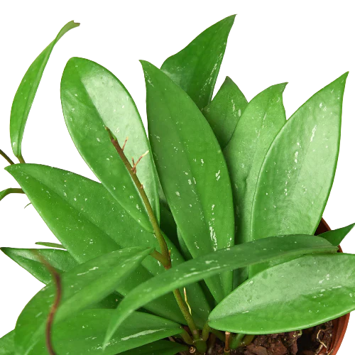 Hoya 'Publicalyx' potted plant