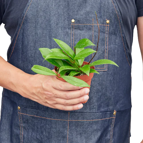 Hoya 'Publicalyx' potted plant