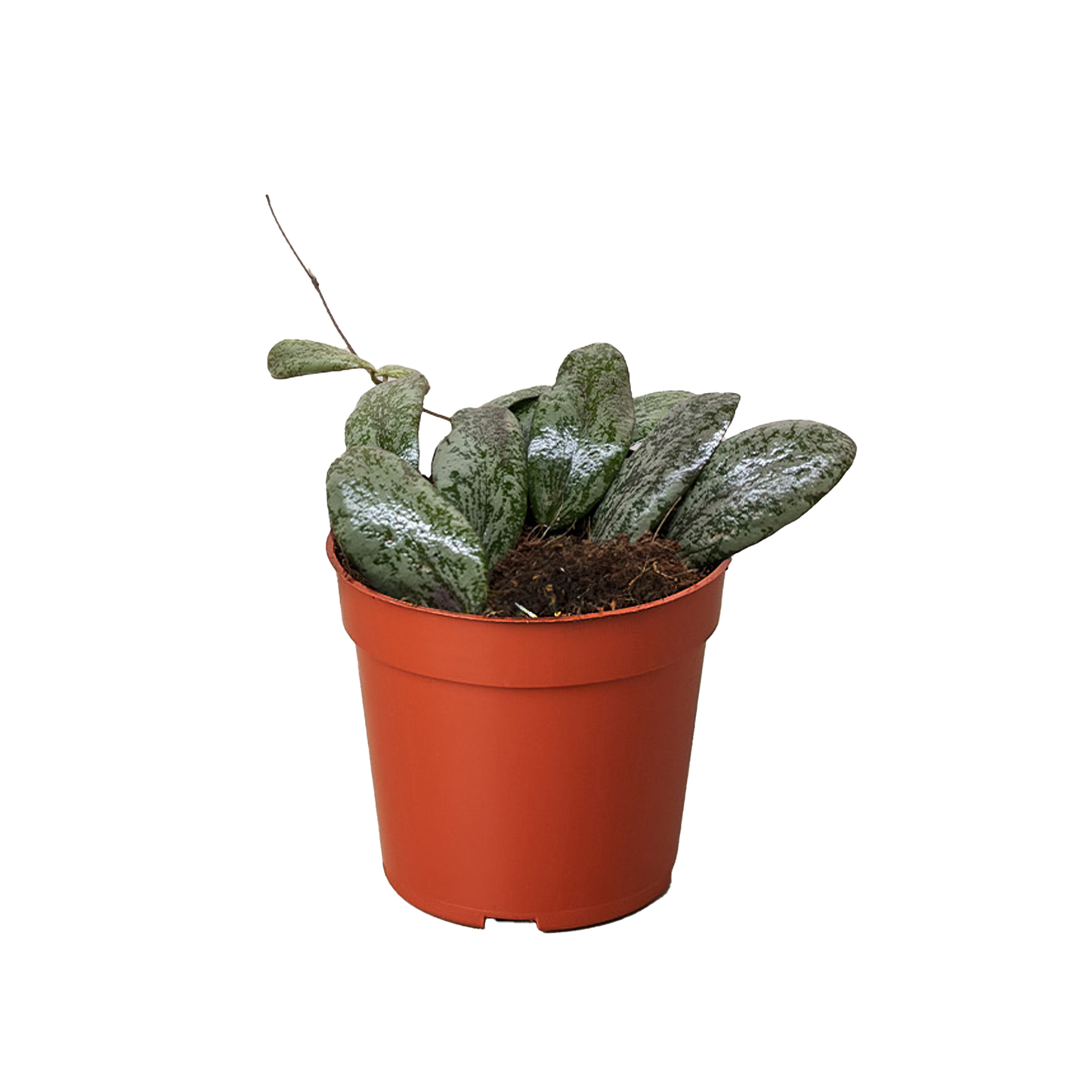 Hoya Sigillatis Round 4" potted plant