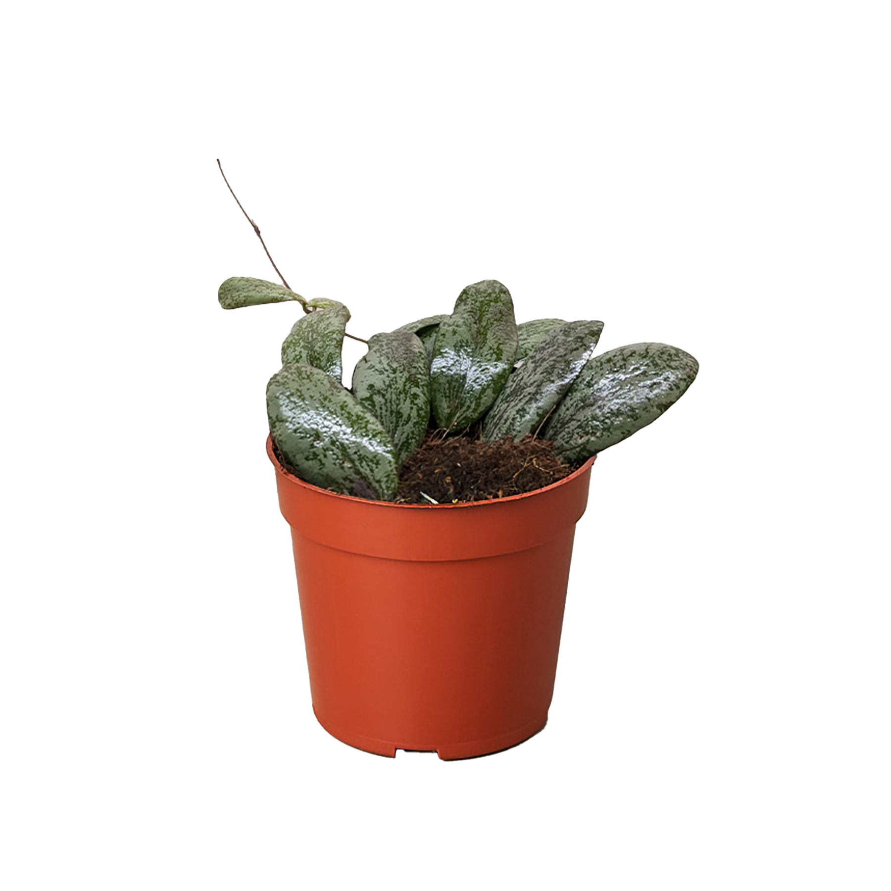 Hoya Sigillatis Round 4" potted plant