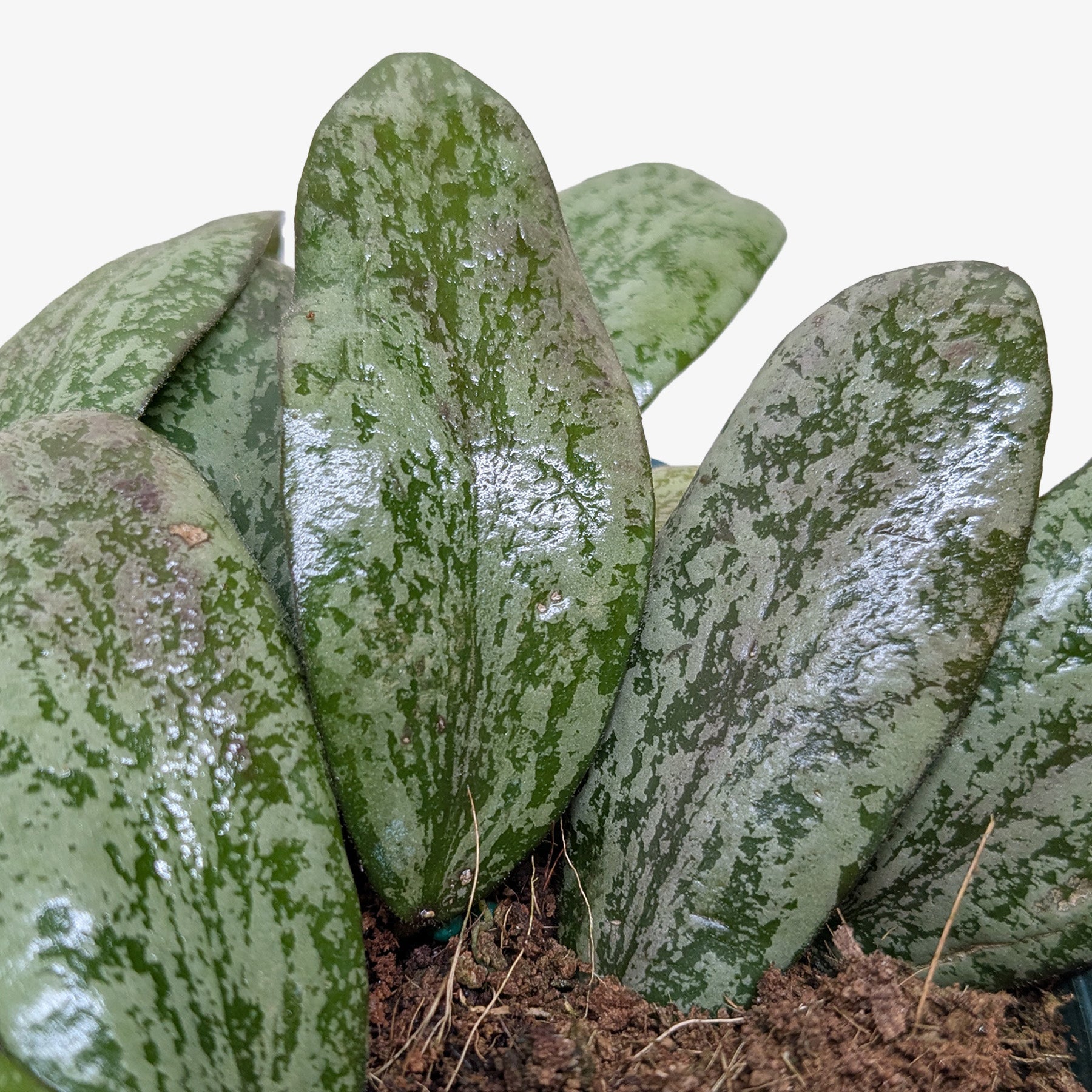 Hoya Sigillatis Round 4" potted plant