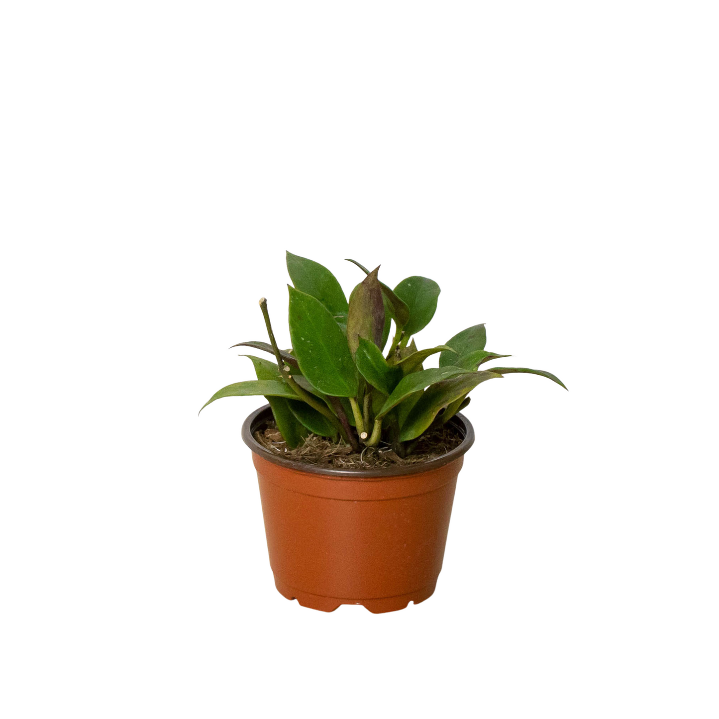 Hoya 'Sunrise' potted plant