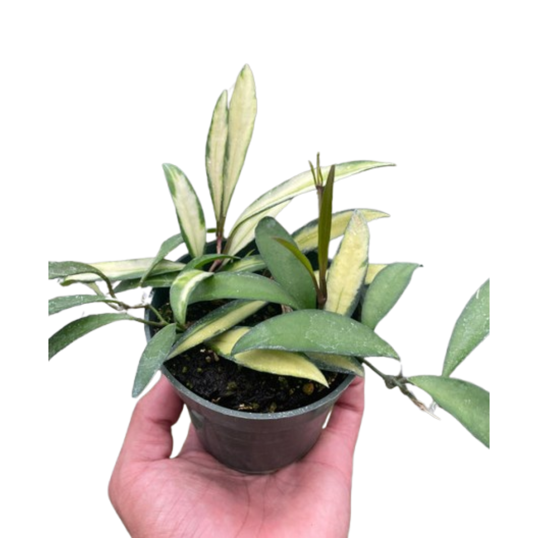 Hoya Wayetii Variegated 4" potted plant