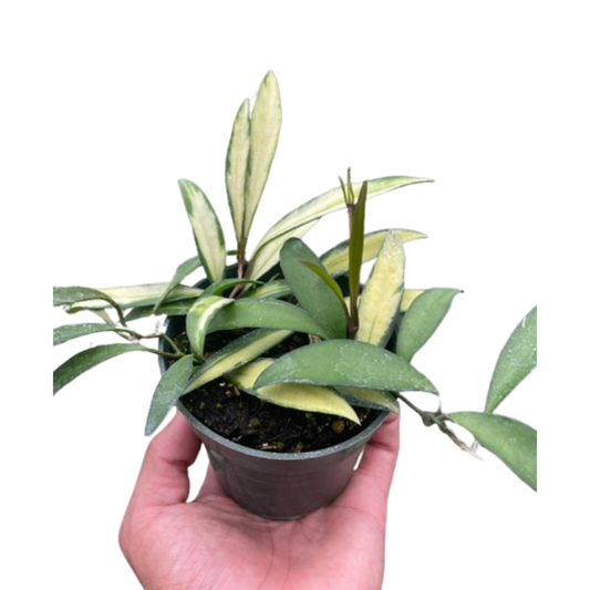 Hoya Wayetii Variegated 4" potted plant