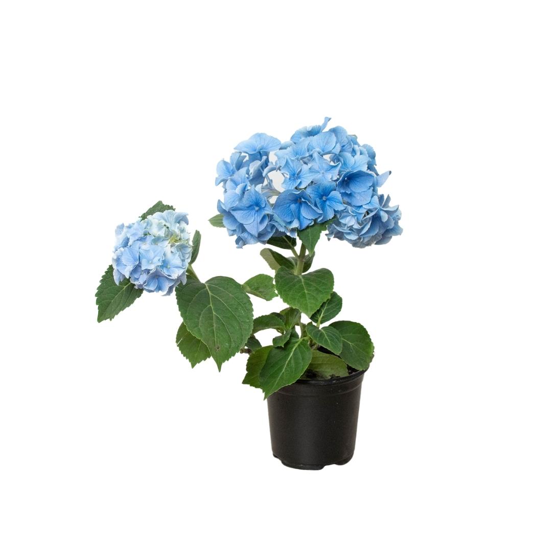 Blue Hydrangea 6" potted plant