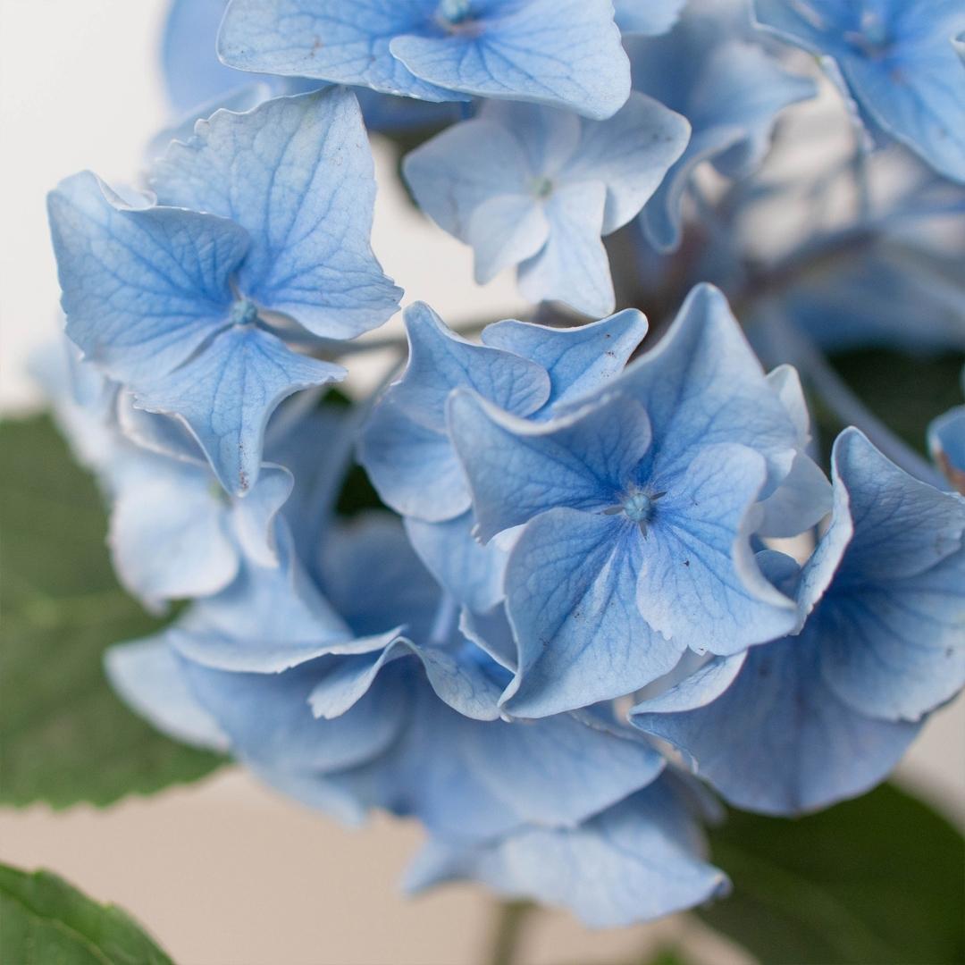 Blue Hydrangea 6" potted plant