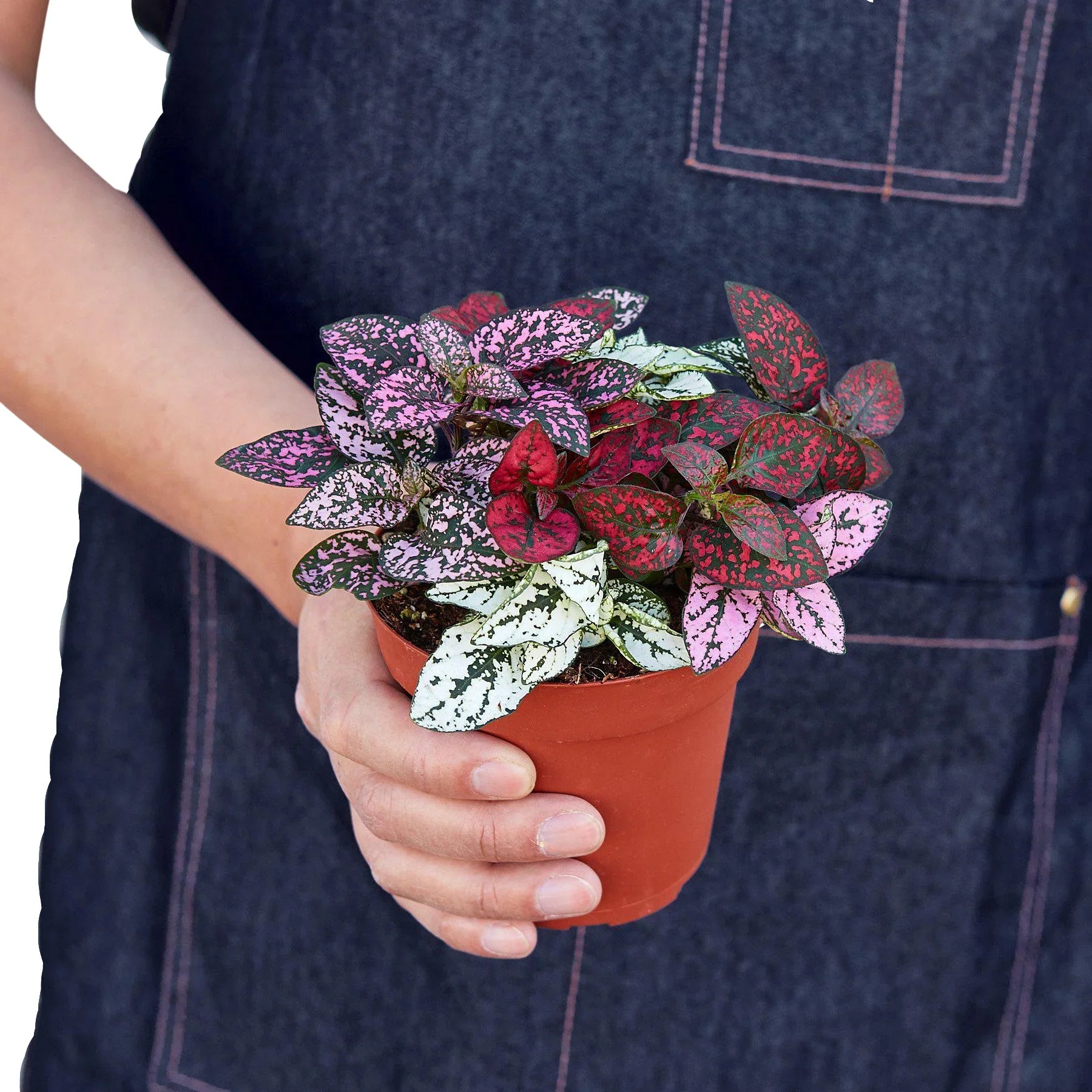 Hypoestes 'Polka Dot' 4" potted plant