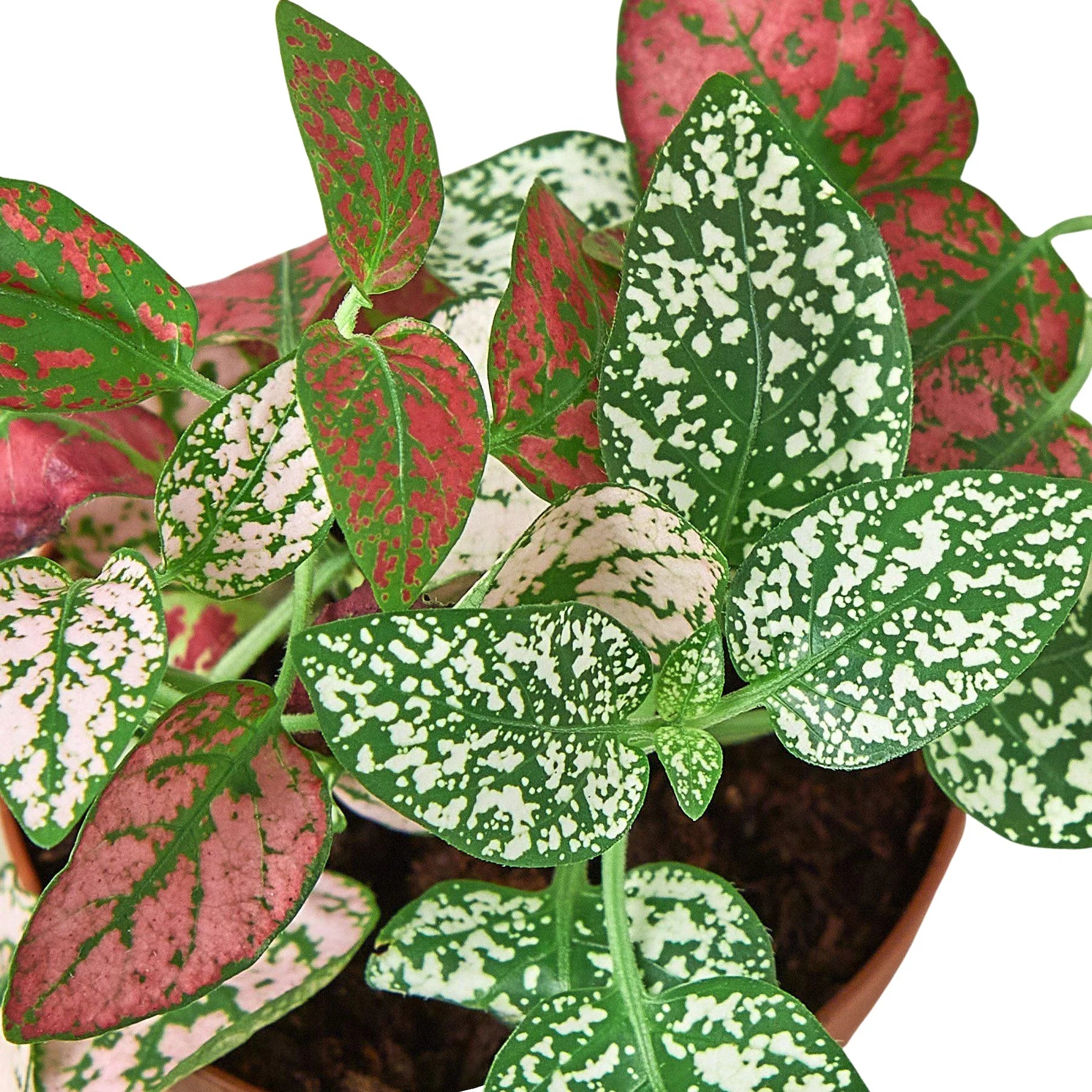 Hypoestes 'Polka Dot' 4" potted plant