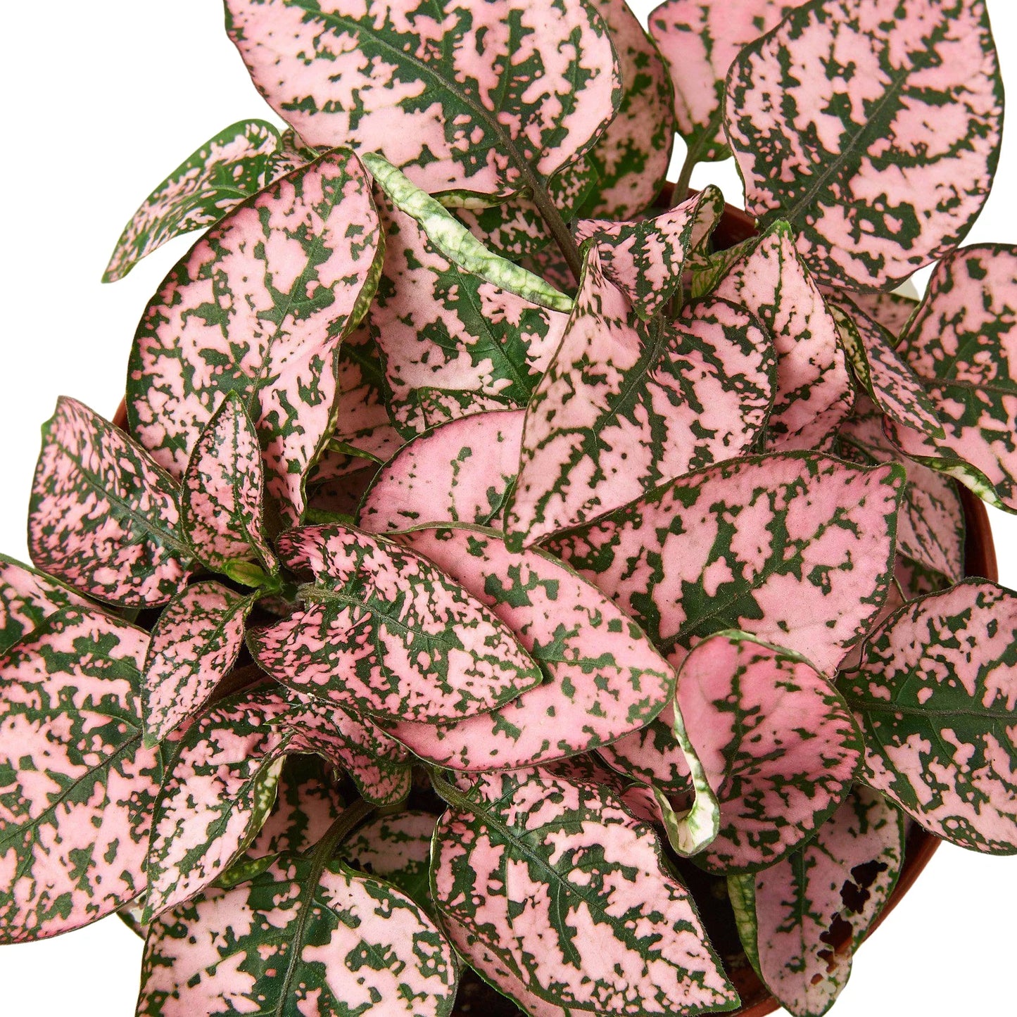 Hypoestes 'Polka Dot' 4" potted plant