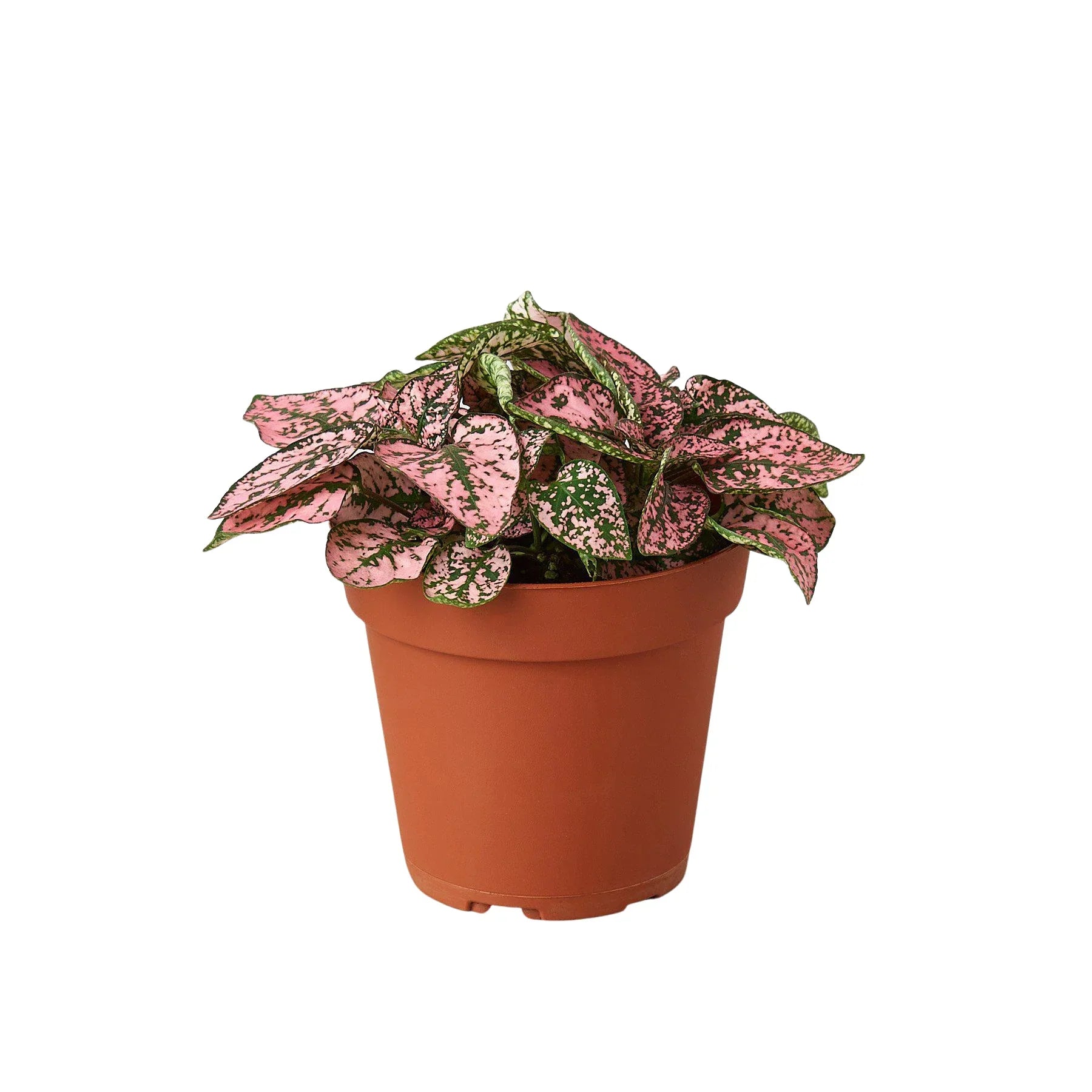 Hypoestes 'Polka Dot' 4" potted plant