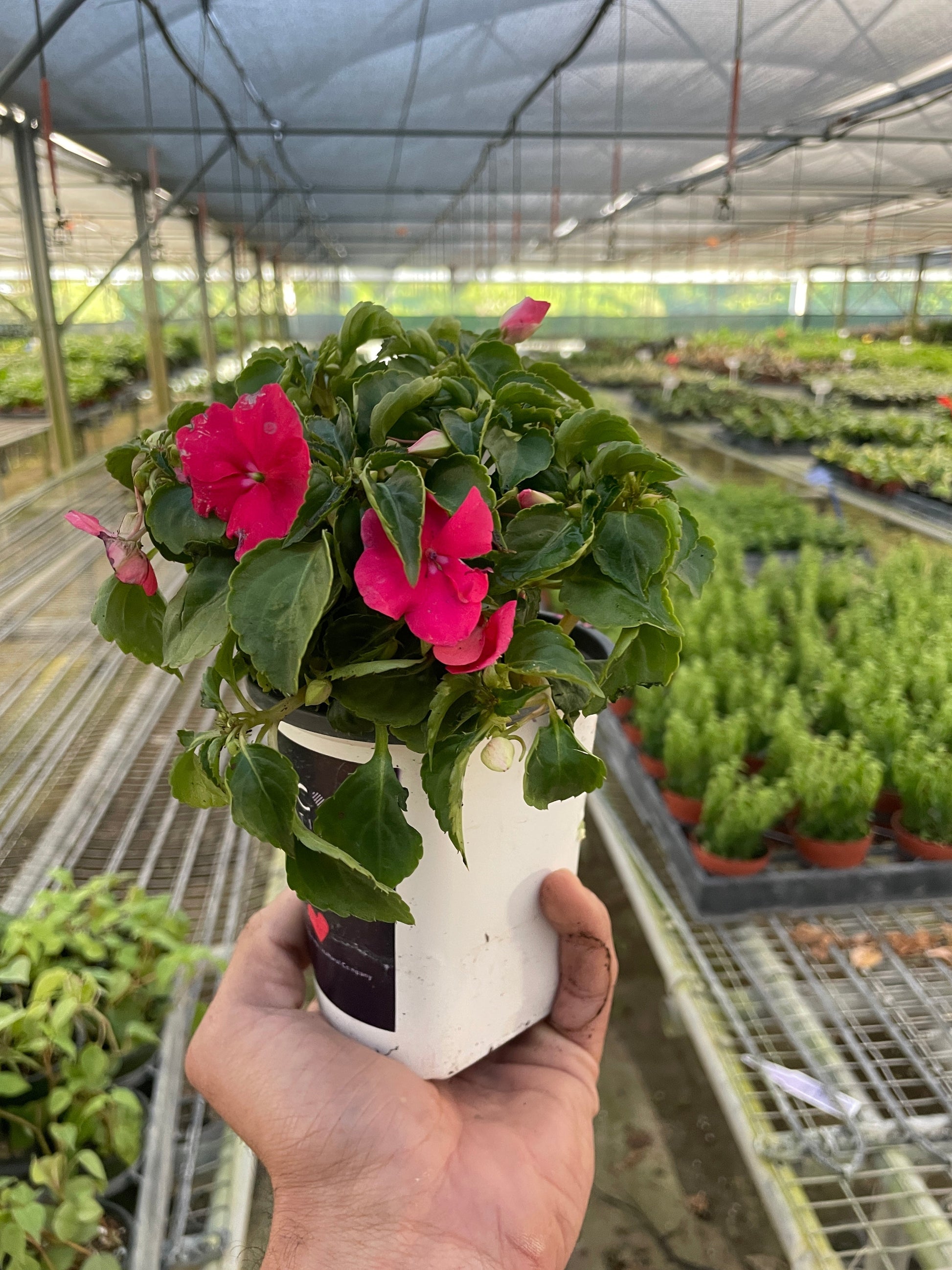 Impatiens potted plant
