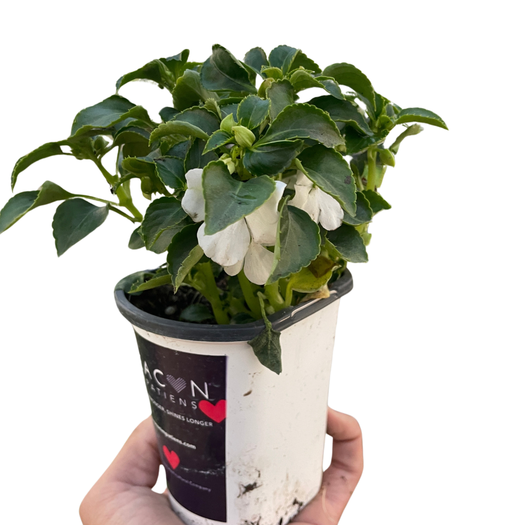 Impatiens potted plant