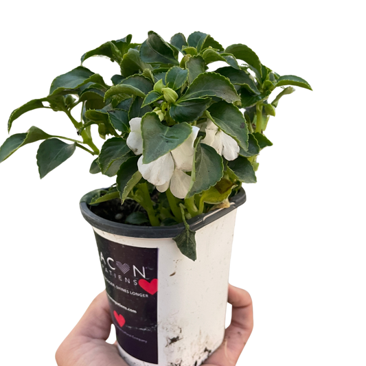 Impatiens potted plant