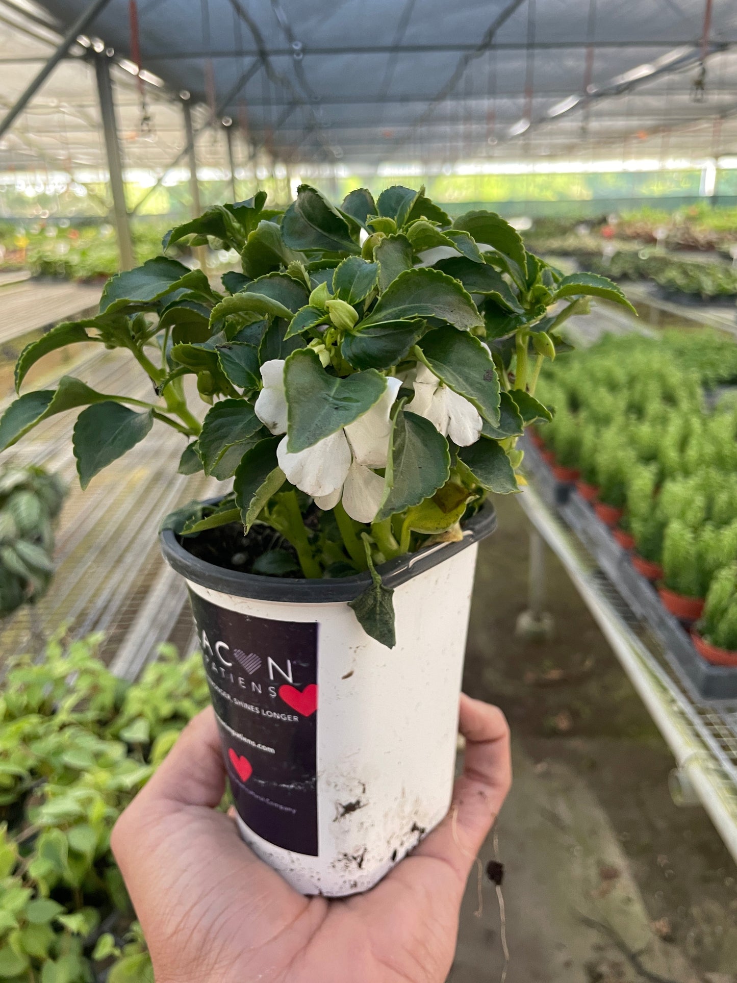 Impatiens potted plant