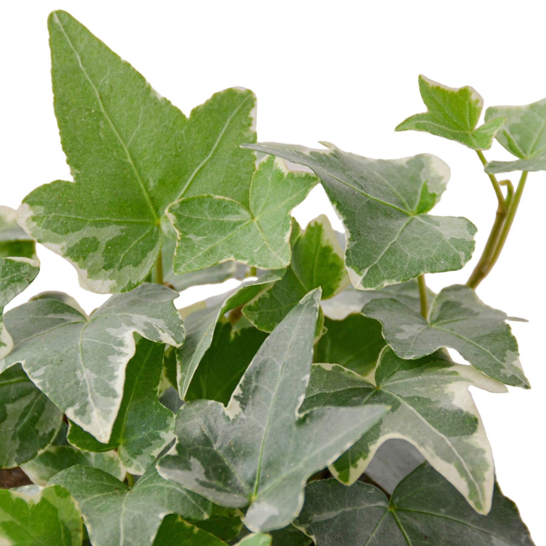 English Ivy 'Glacier' potted plant
