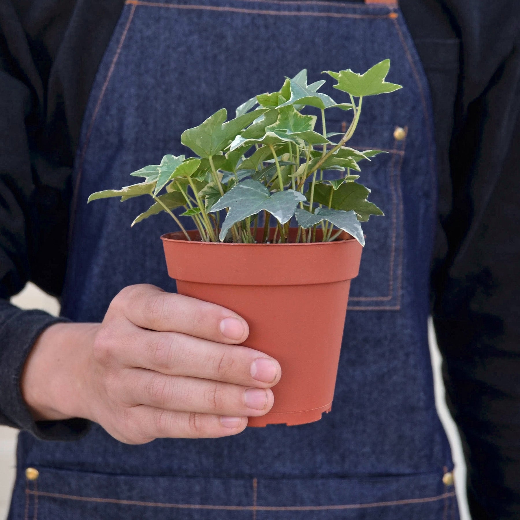 English Ivy 'Glacier' potted plant