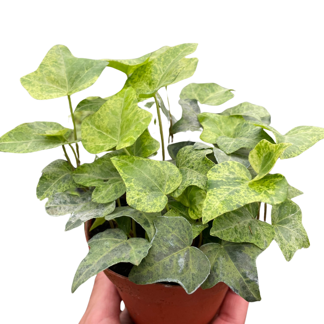 Ivy Tropical Blizzard potted plant