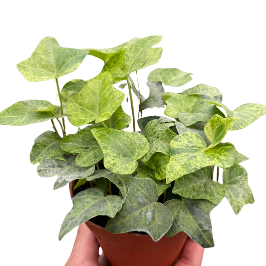 Ivy Tropical Blizzard potted plant