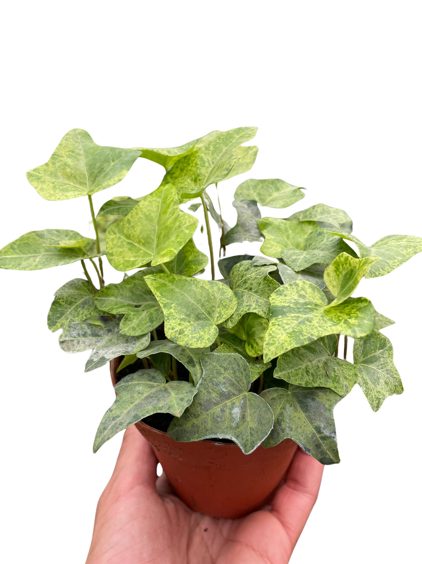 Ivy Tropical Blizzard potted plant