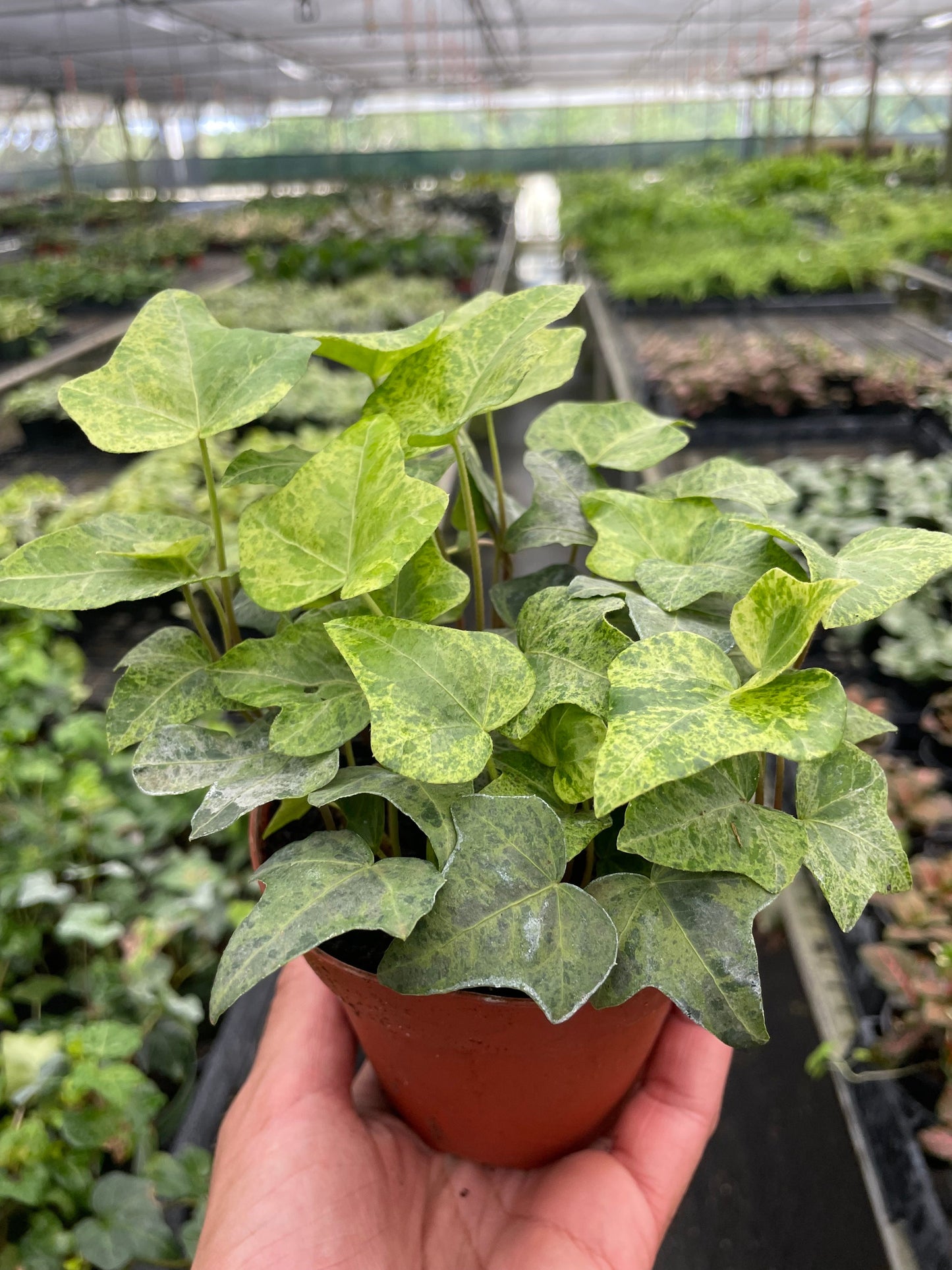 Ivy Tropical Blizzard potted plant