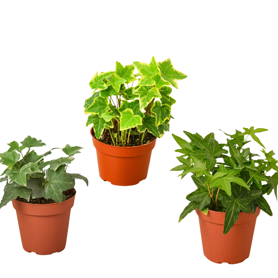 3 Different English Ivy Plants 4" potted plant