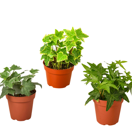 3 Different English Ivy Plants 4" potted plant