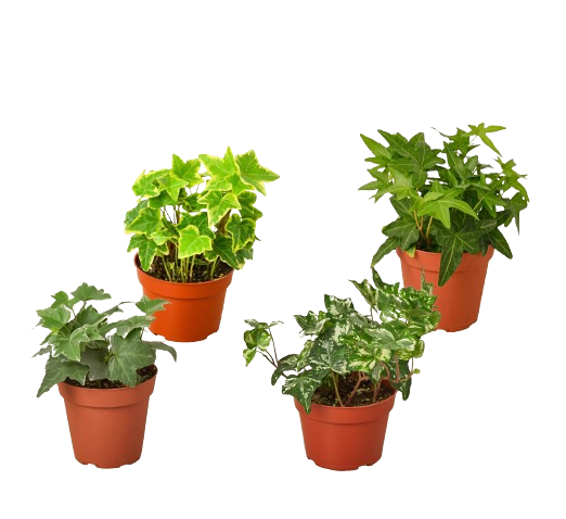 4 Different English Ivy Plants 4" potted plant