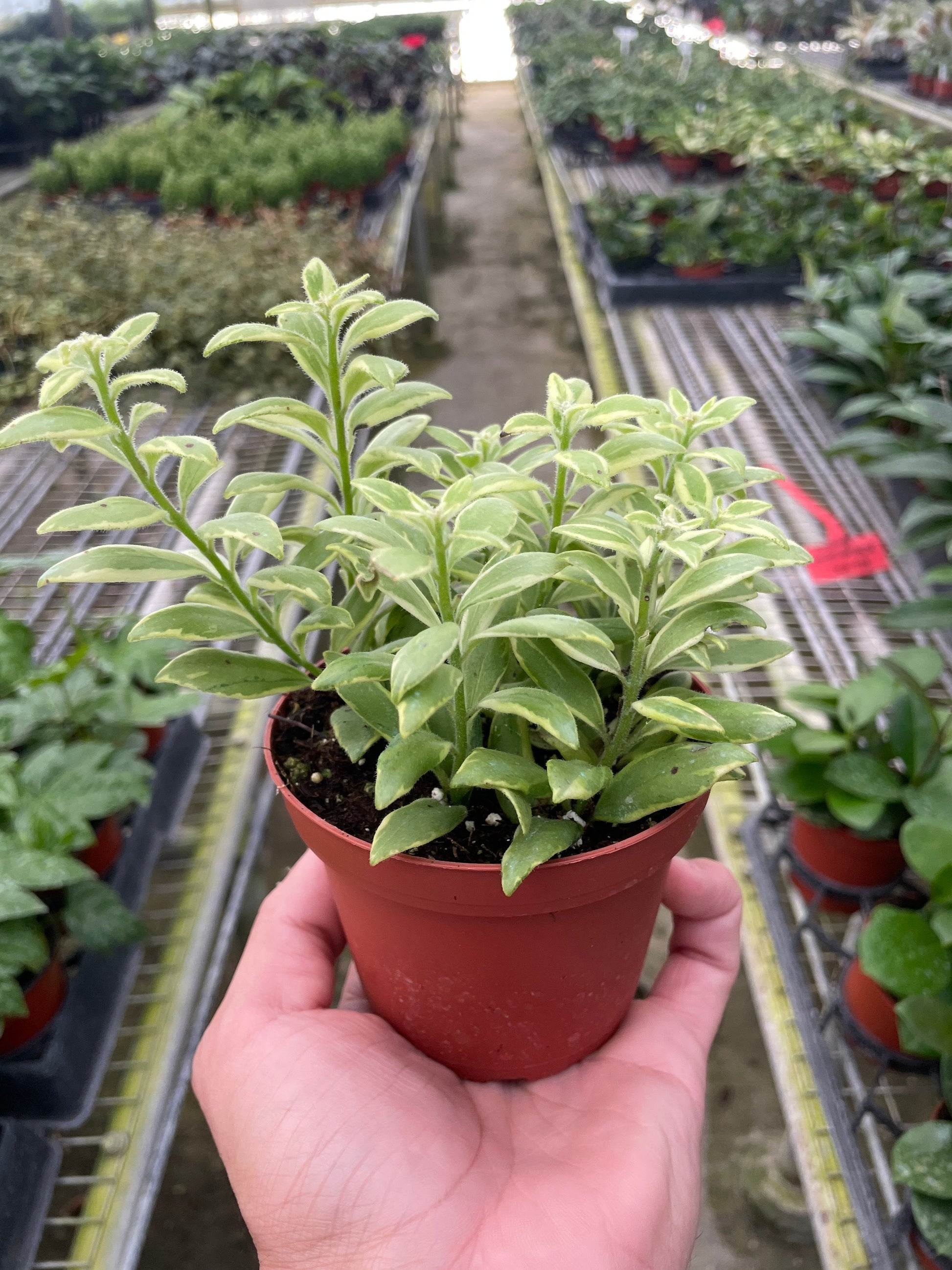 Lipstick 'Bolero Bicolore' 4" potted plant